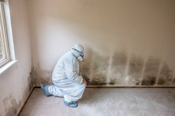 Best Basement Mold Removal  in Pitcairn, PA